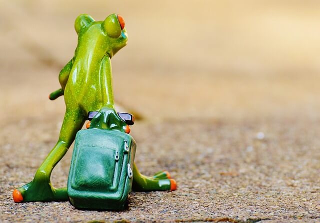 frog-897420_640
